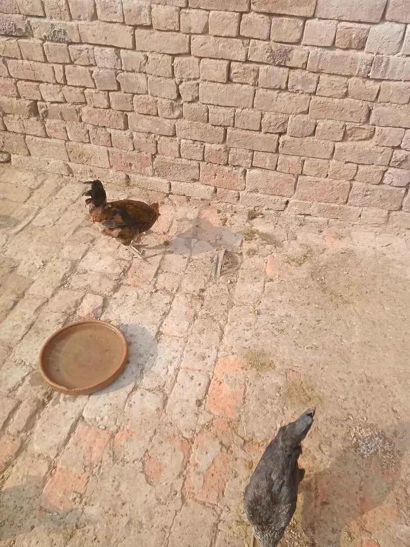 Aseel mushka murga mushki maadiyaan and white heera maadi — photo 8