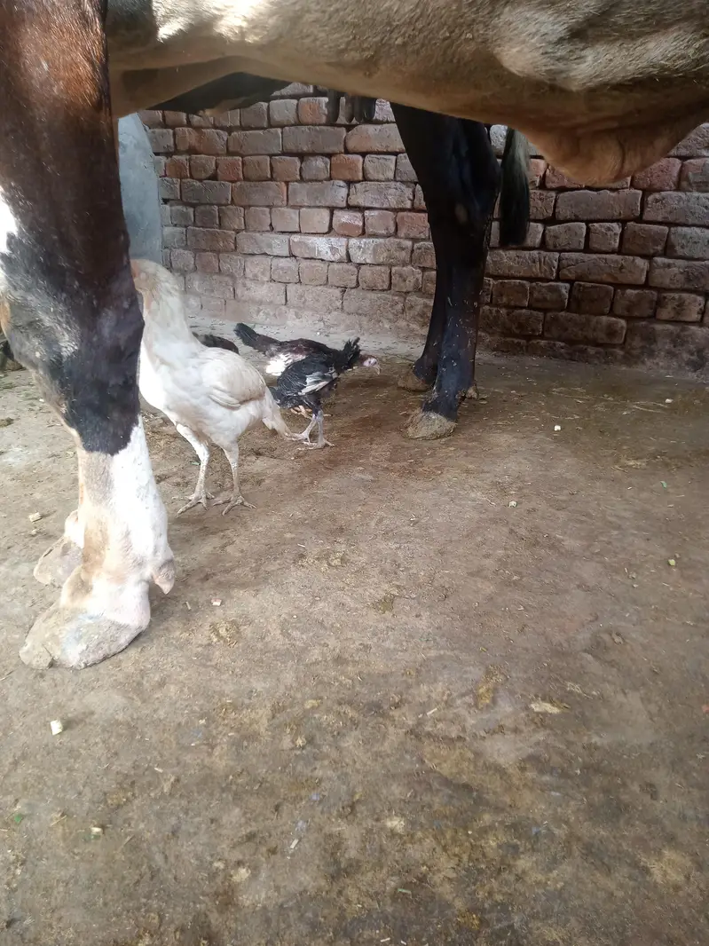 Aseel mushka murga mushki maadiyaan and white heera maadi — photo 9
