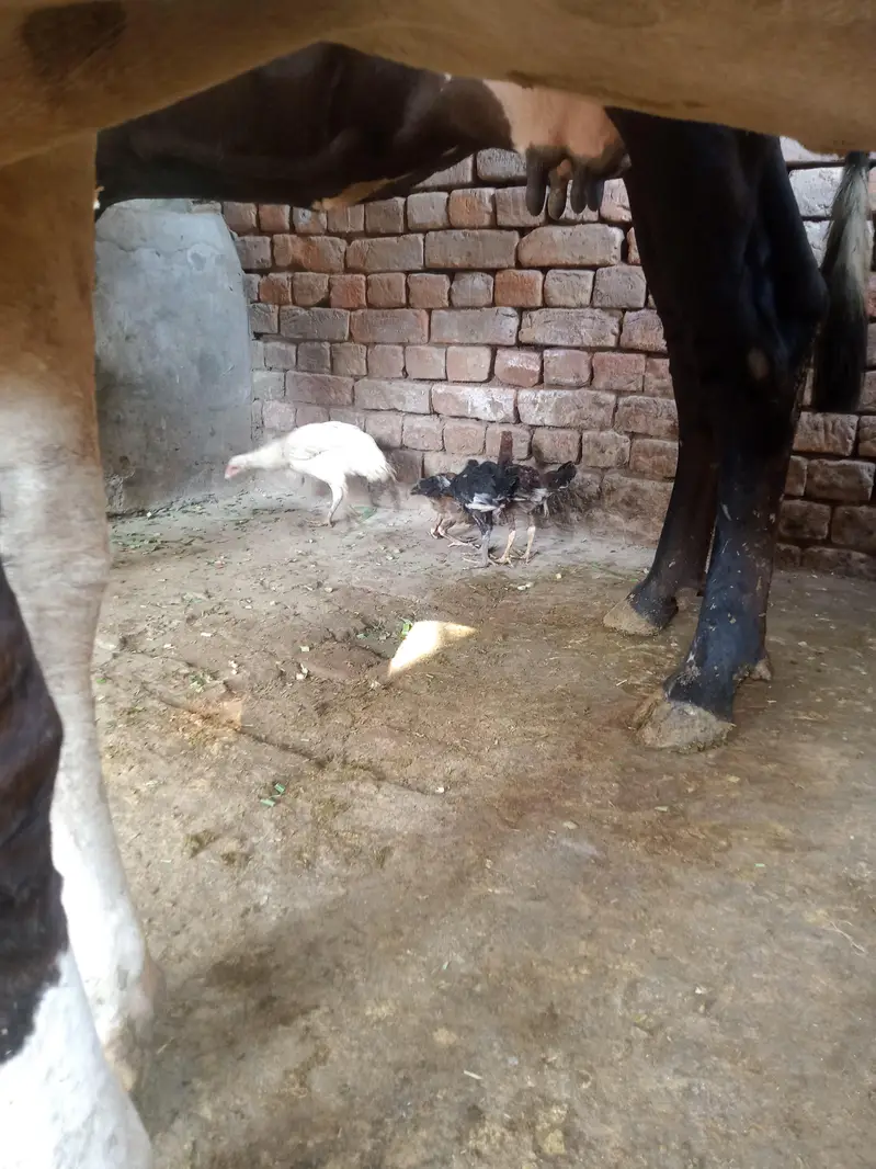 Aseel mushka murga mushki maadiyaan and white heera maadi — photo 11