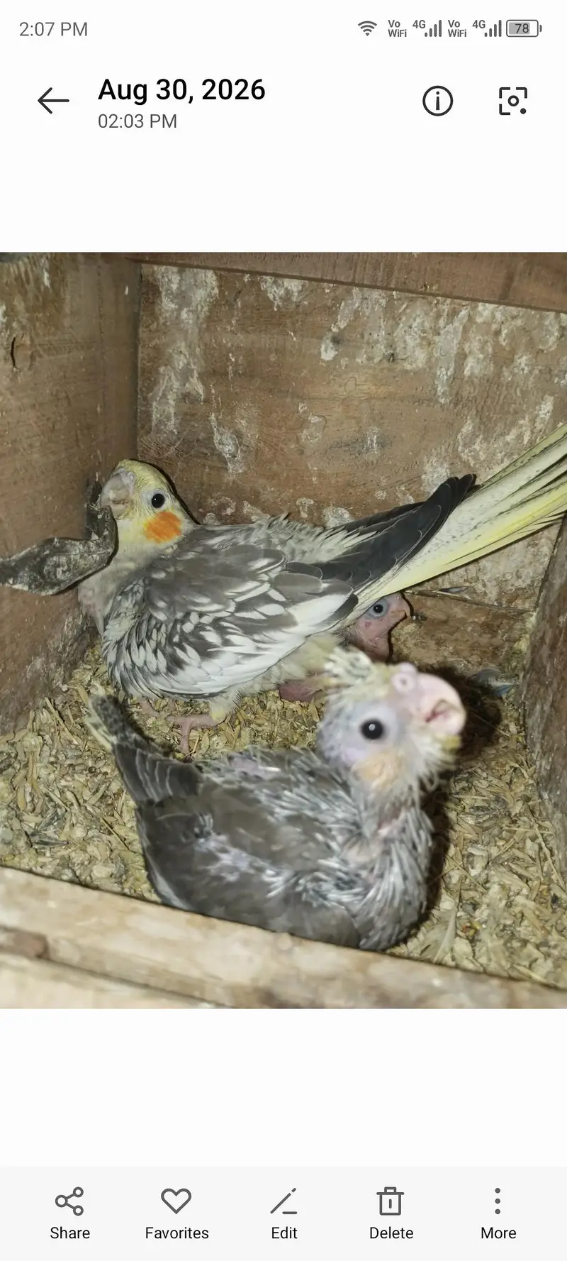 Breeder pair with 2 chiks Location Jarnwala Sirf call O3O34O88469 — photo 2