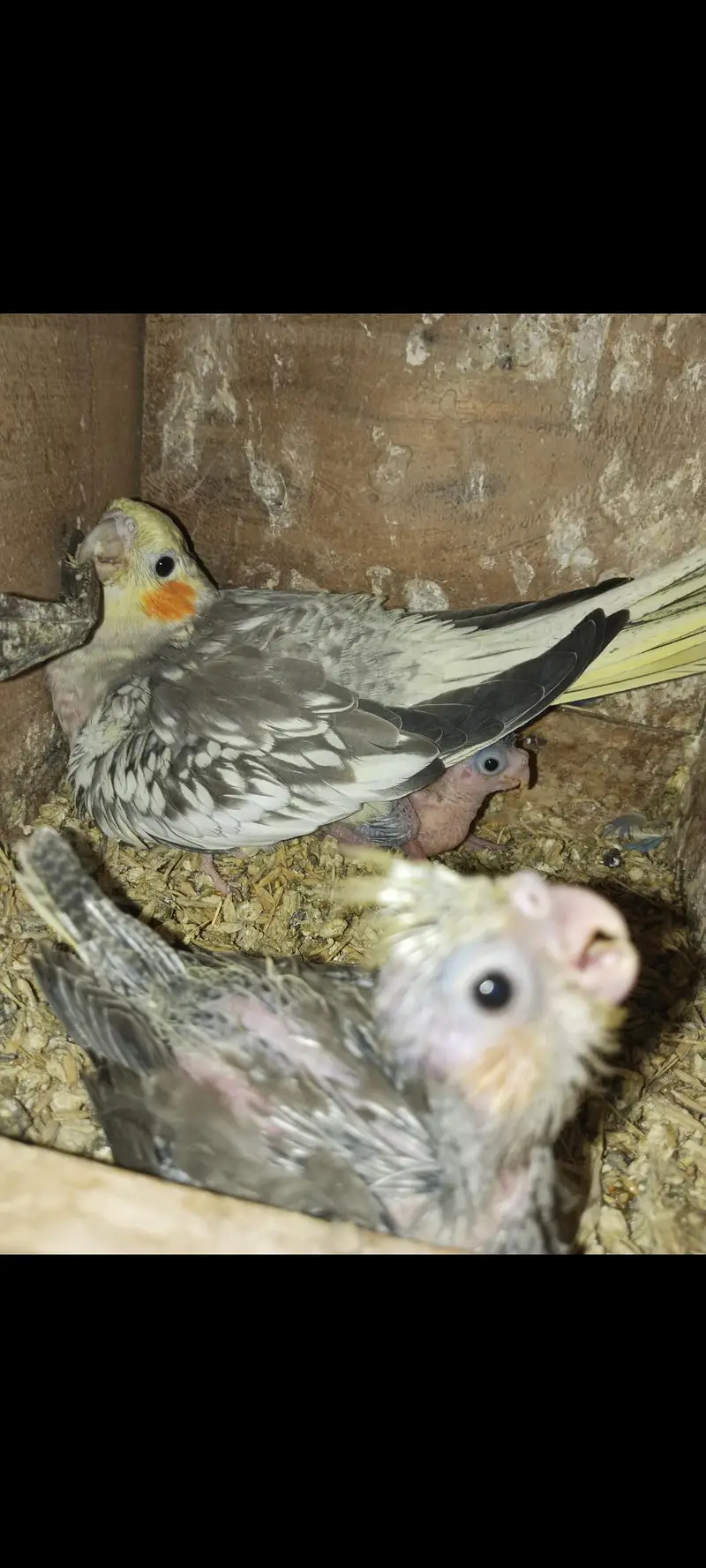 Breeder pair with 2 chiks Location Jarnwala Sirf call O3O34O88469 — photo 3