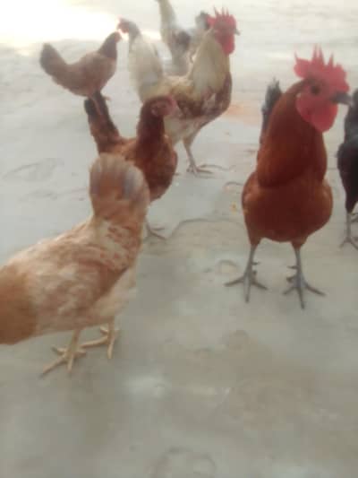 Murgian murghy for sale 03024003191