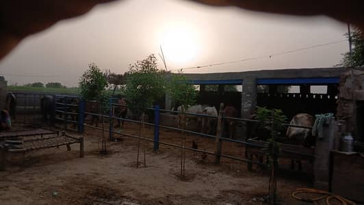 Qurbani 2027 ky 10 janwar for seal achi quality waly