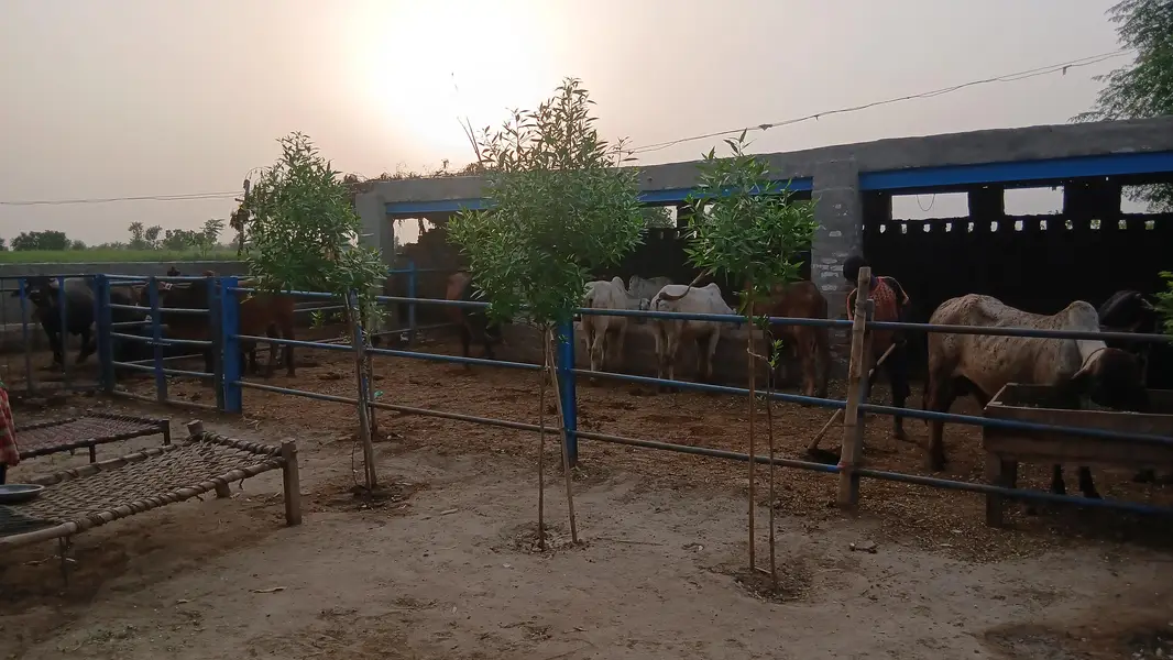 Qurbani 2027 ky 10 janwar for seal achi quality waly — photo 2
