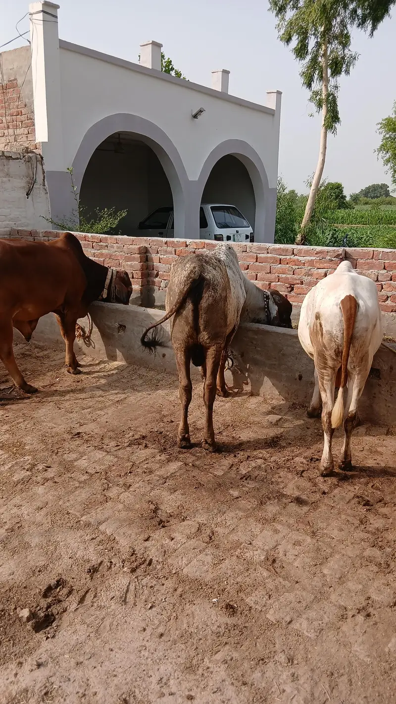 Qurbani 2027 ky 10 janwar for seal achi quality waly — photo 3