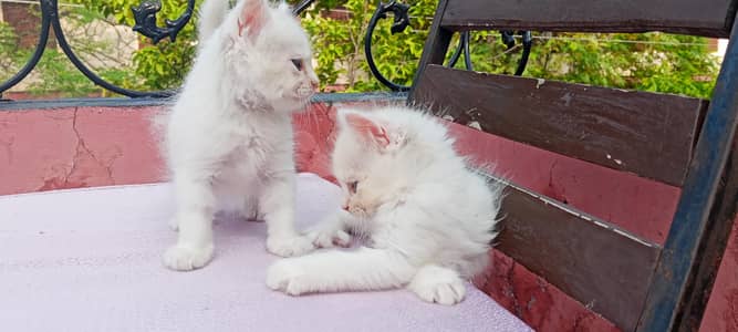 male Persian kitten