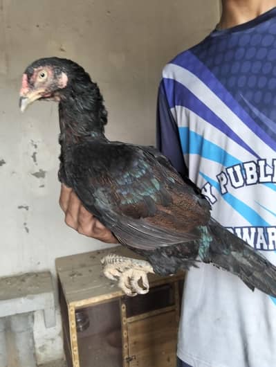 aseel Thai madi for sale