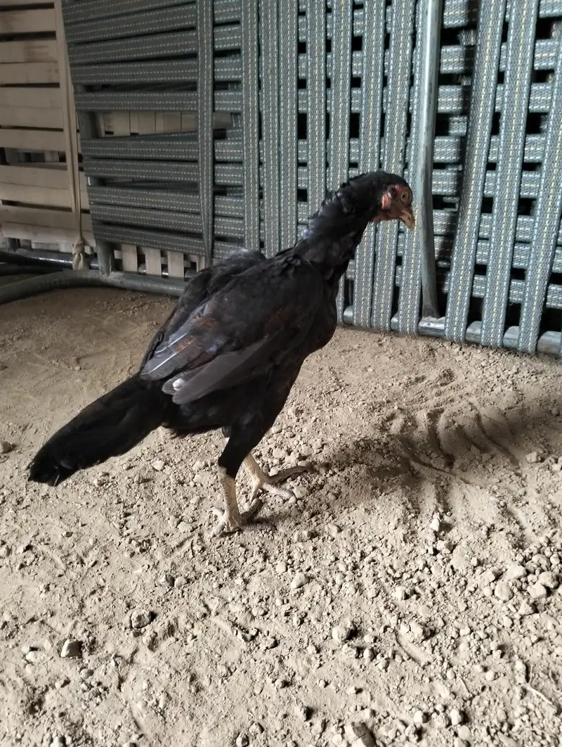 aseel Thai madi for sale — photo 2