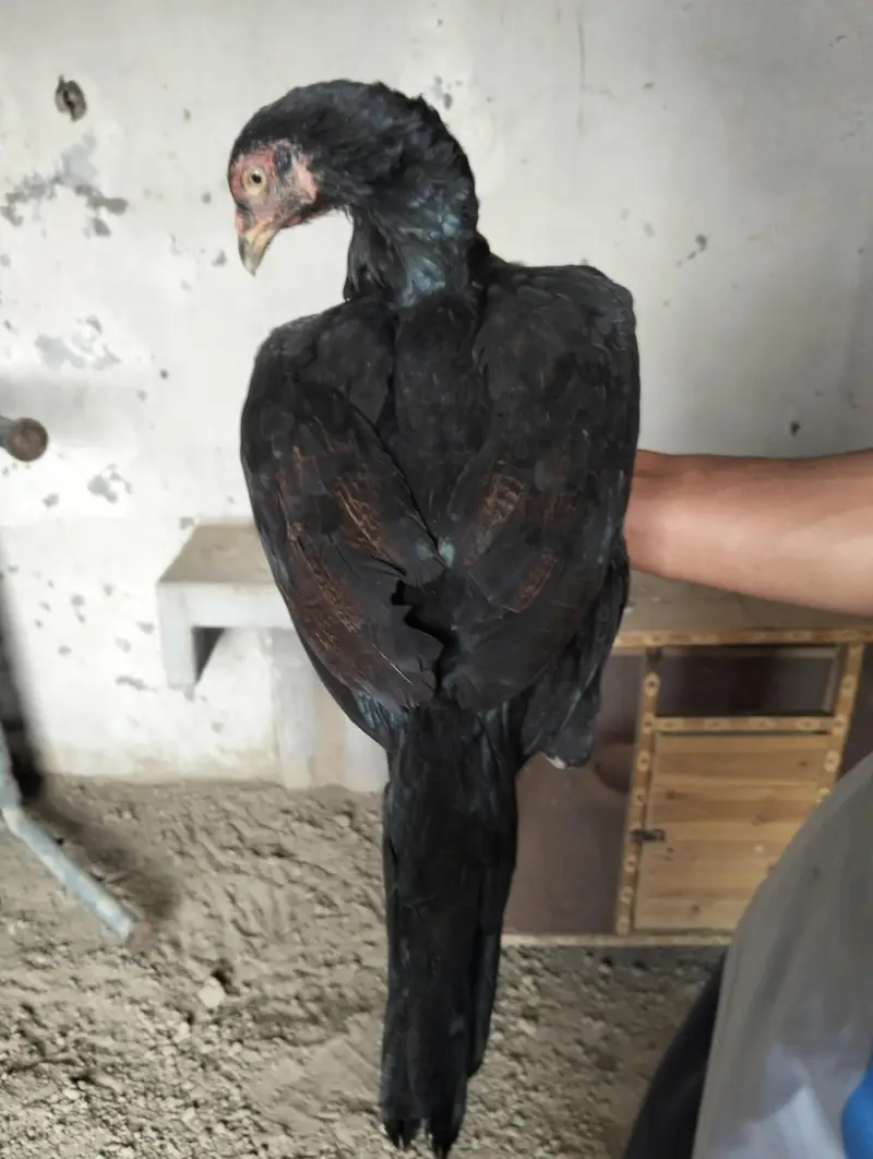 aseel Thai madi for sale — photo 4