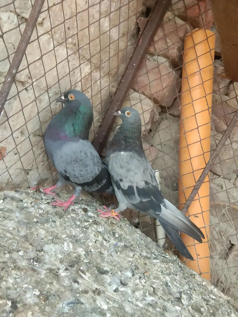 this is kabootr and cast pthi — photo 2