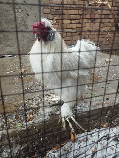 Silky Male Hen healthy for sale