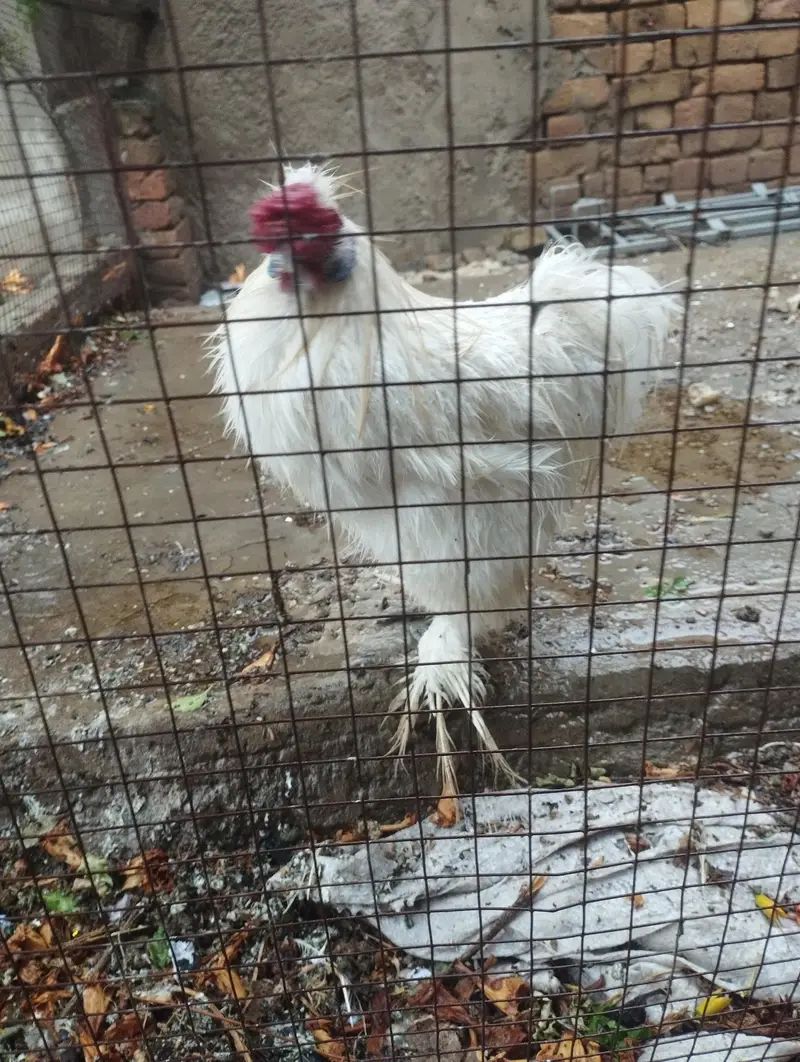 Silky Male Hen healthy for sale — photo 2