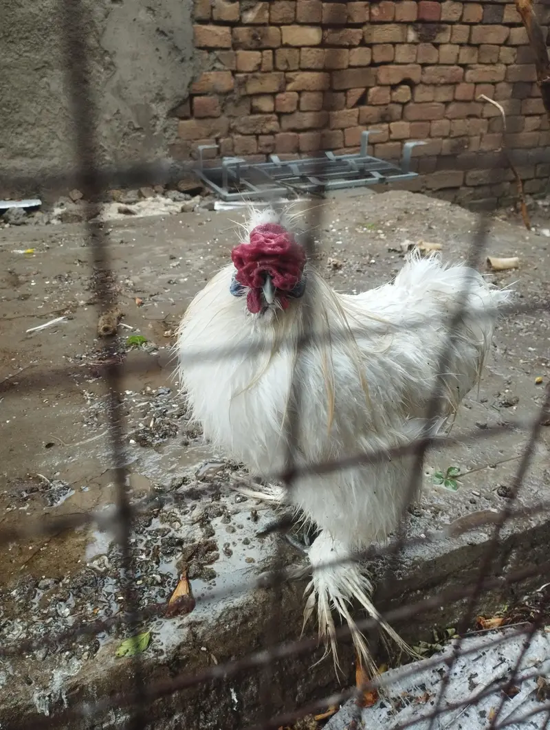 Silky Male Hen healthy for sale — photo 3