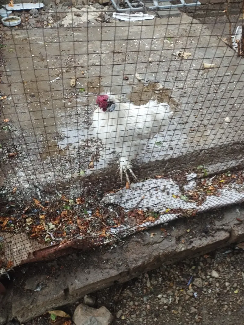 Silky Male Hen healthy for sale — photo 4