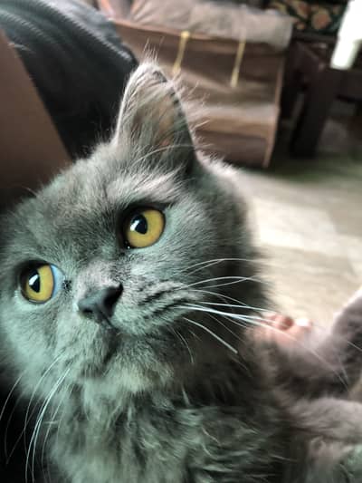 Persian kitty for sell