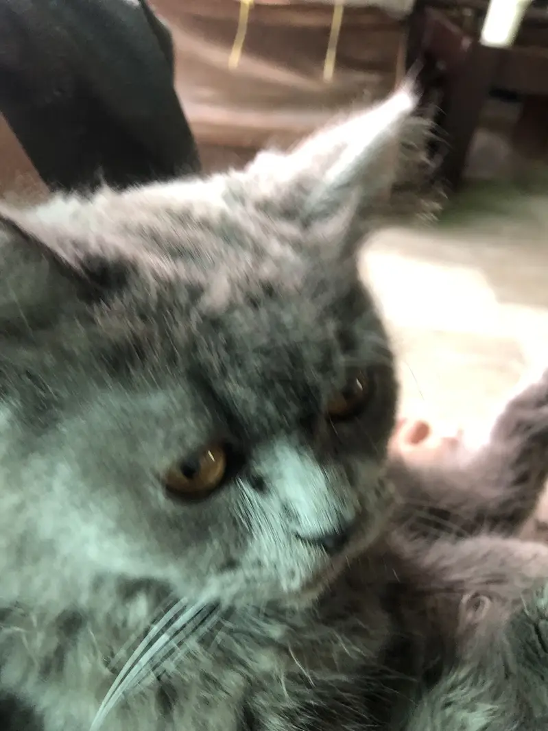 Persian kitty for sell — photo 2
