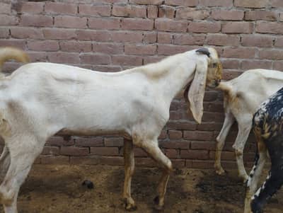 Breader top class quality male for sale