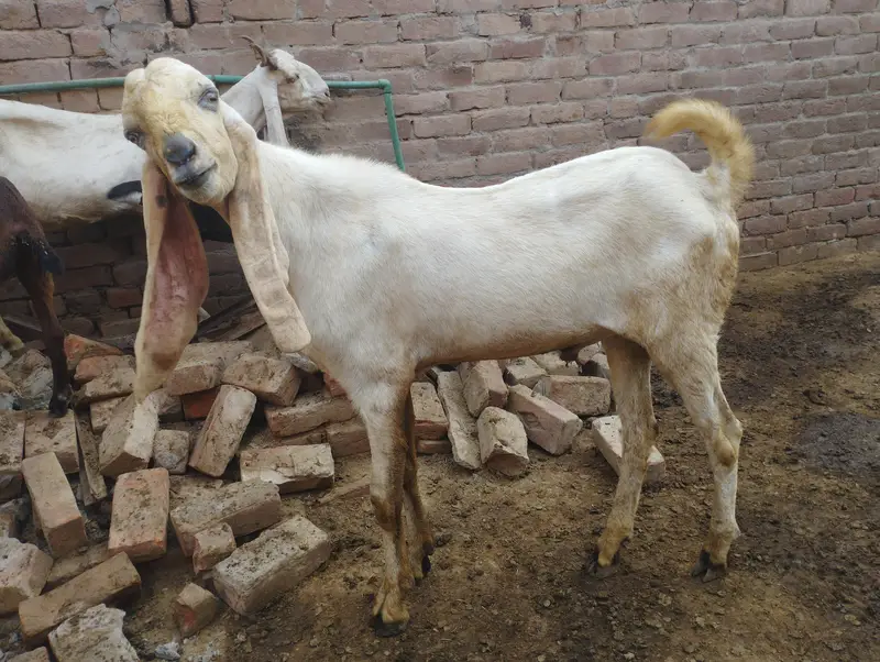 Breader top class quality male for sale — photo 2