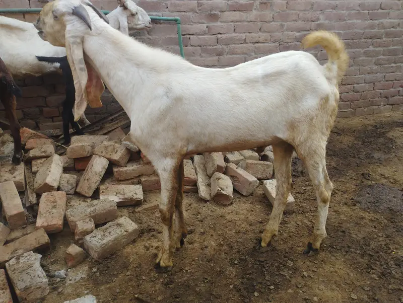 Breader top class quality male for sale — photo 3