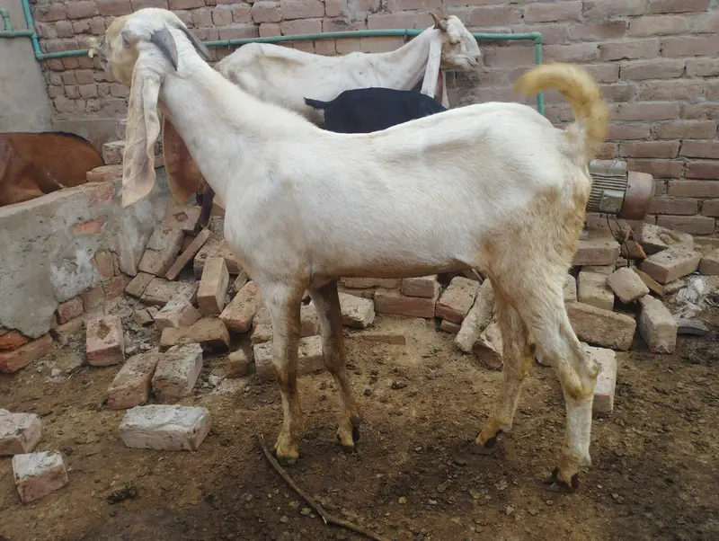 Breader top class quality male for sale — photo 4