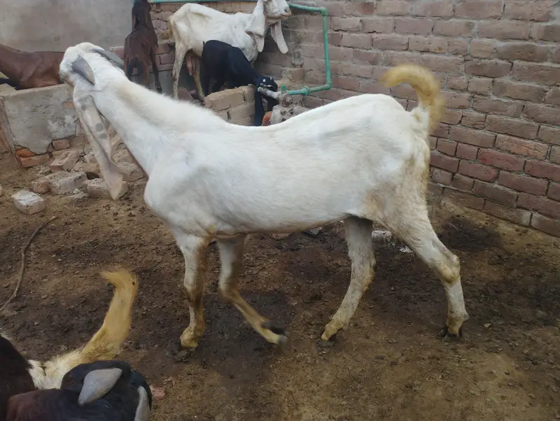 Breader top class quality male for sale — photo 5
