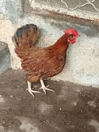 Desi Murgiyan
