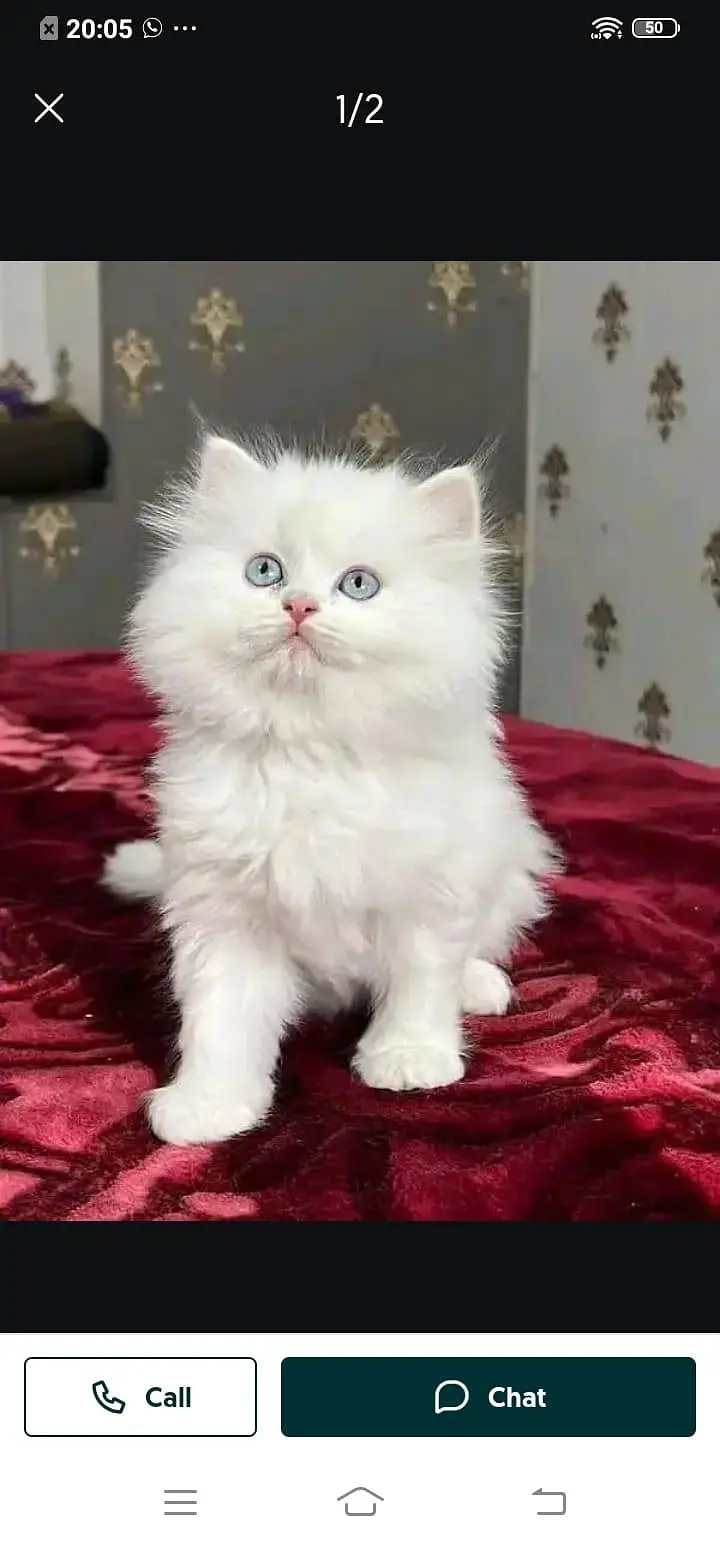 Persian cat for sale male or female my WhatsApp number3350719681 — photo 3