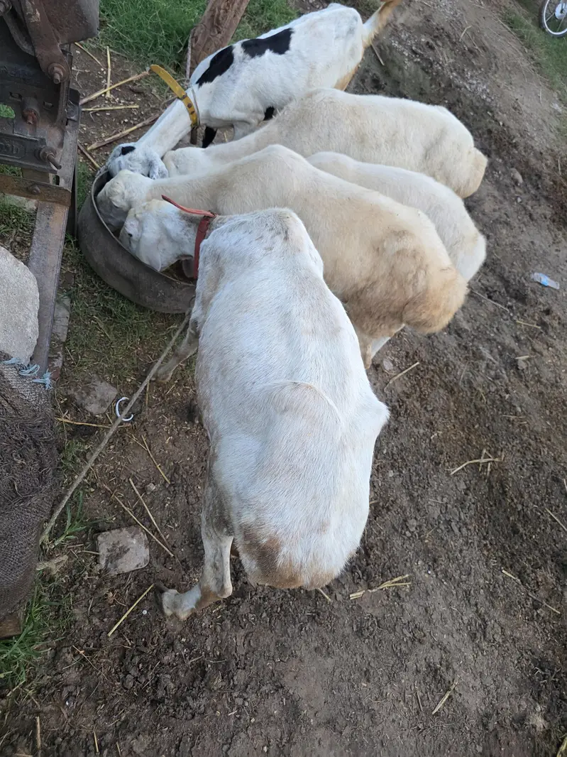2 female sheep's for sale with kids .