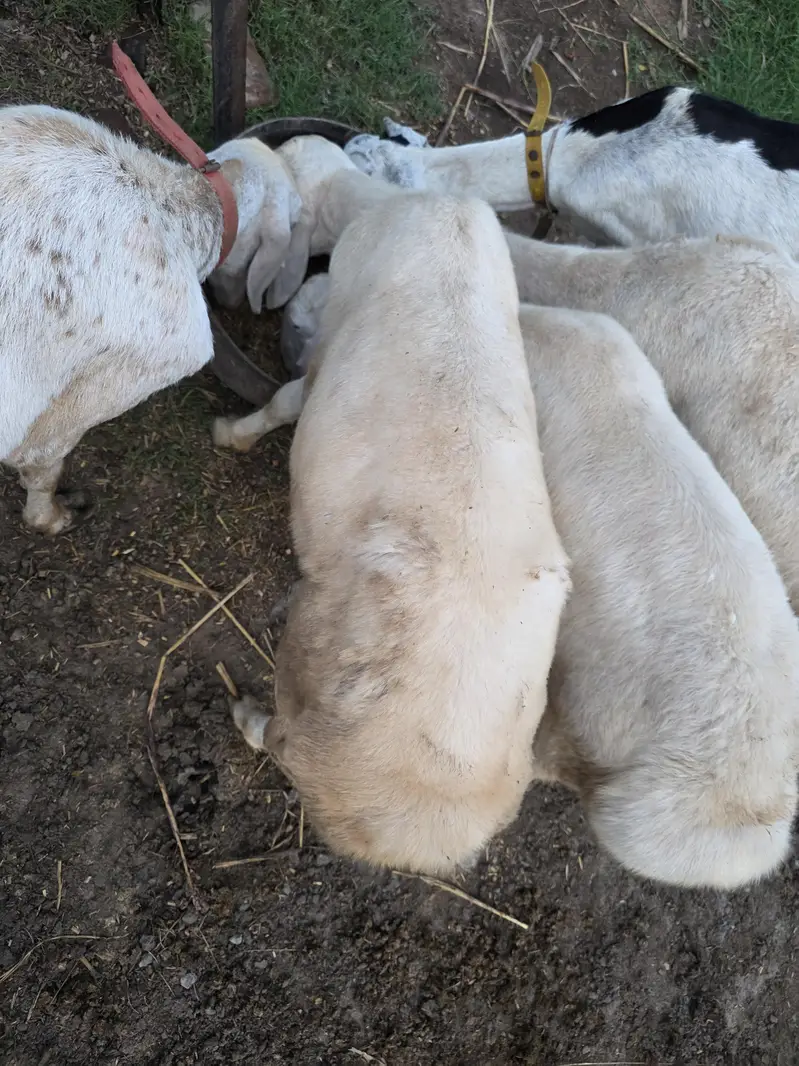 2 female sheep's for sale with kids . — photo 2