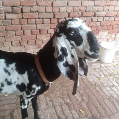 Betal Bakri Urgent For sail Doodh wali