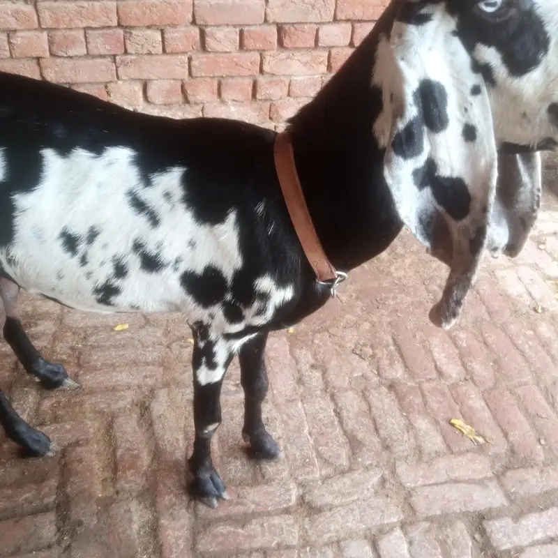 Betal Bakri Urgent For sail Doodh wali — photo 2
