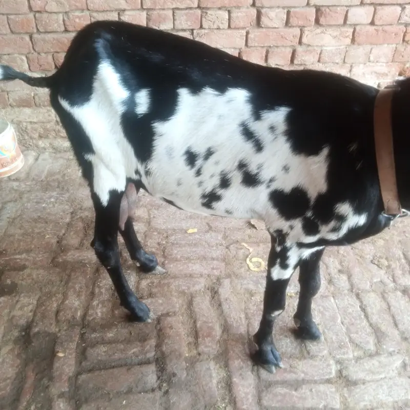 Betal Bakri Urgent For sail Doodh wali — photo 3