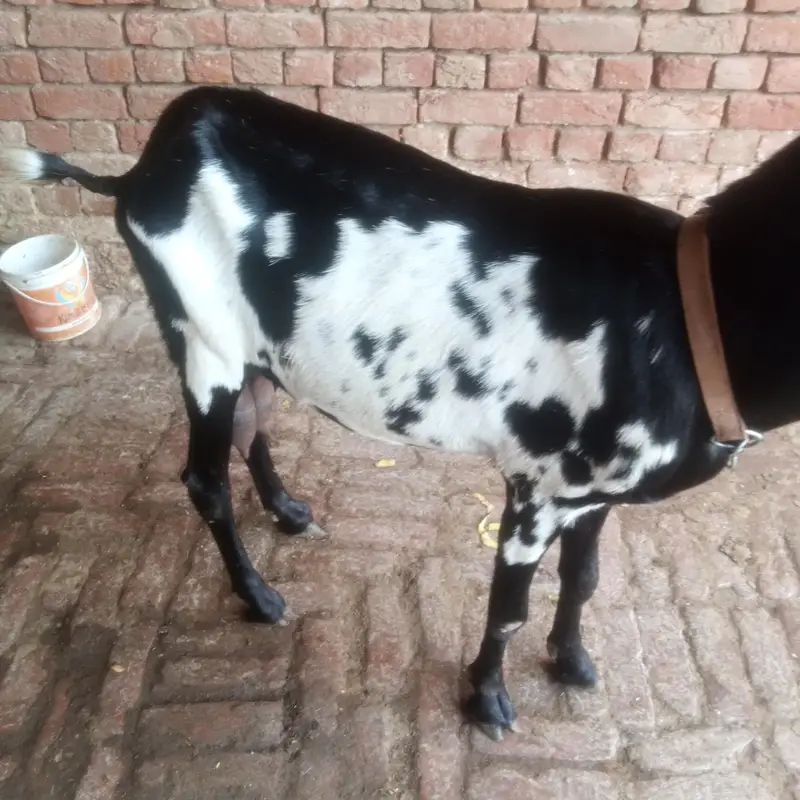 Betal Bakri Urgent For sail Doodh wali — photo 4