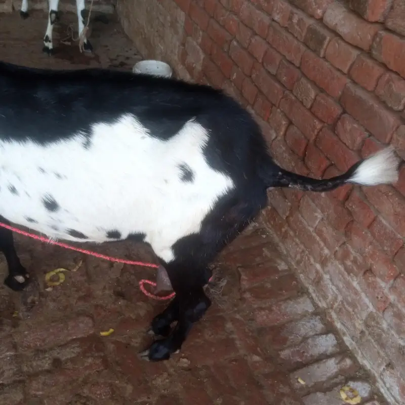 Betal Bakri Urgent For sail Doodh wali — photo 5
