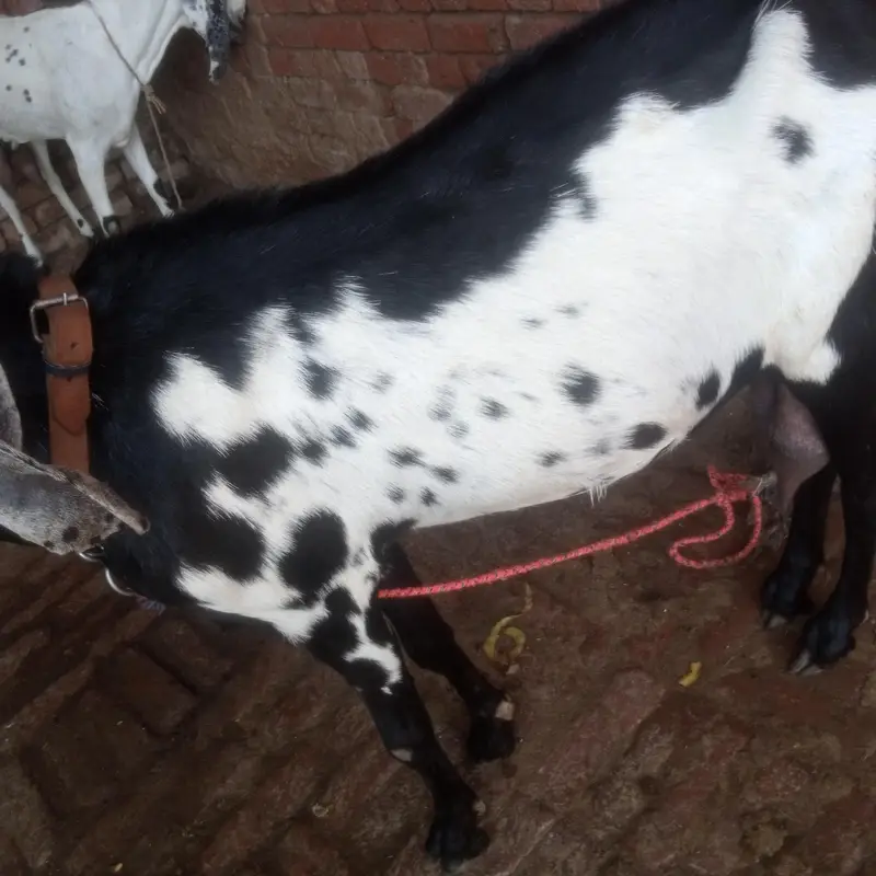 Betal Bakri Urgent For sail Doodh wali — photo 6
