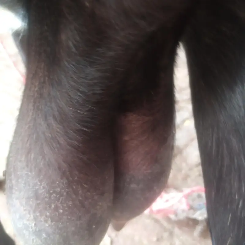 Betal Bakri Urgent For sail Doodh wali — photo 7