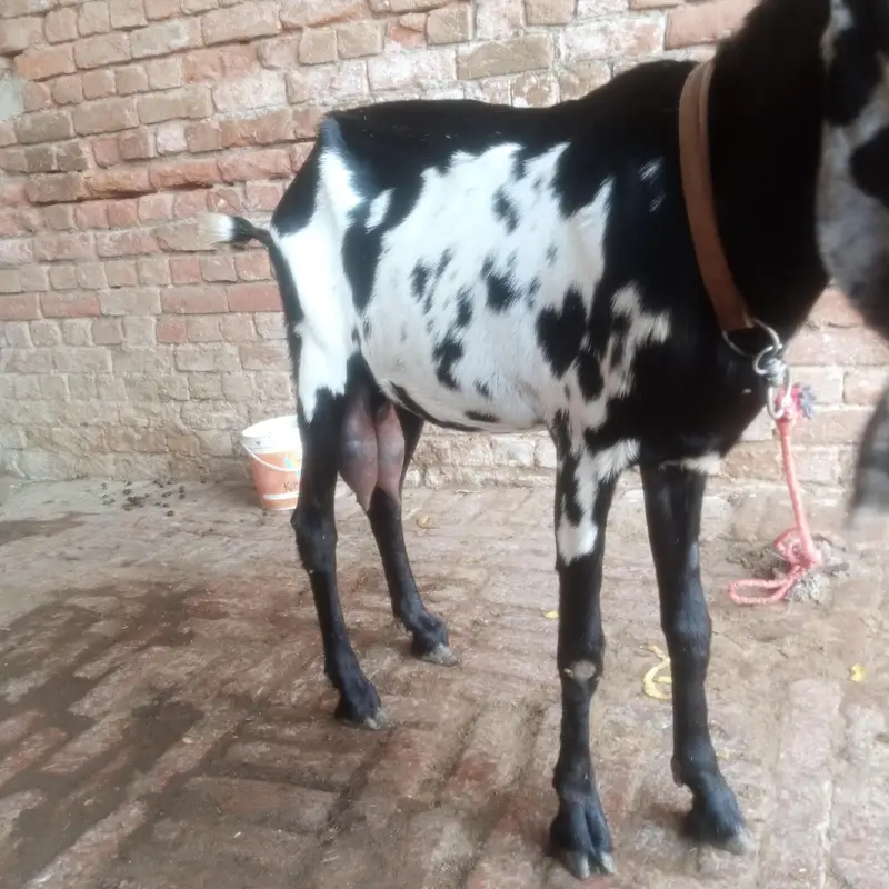 Betal Bakri Urgent For sail Doodh wali — photo 8