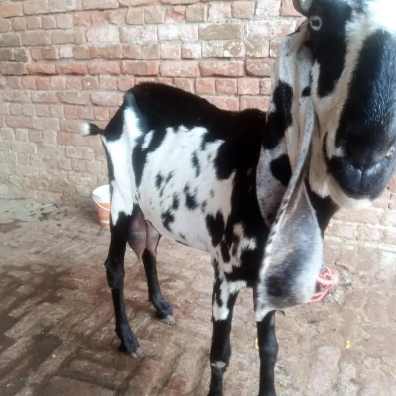 Betal Bakri Urgent For sail Doodh wali — photo 9