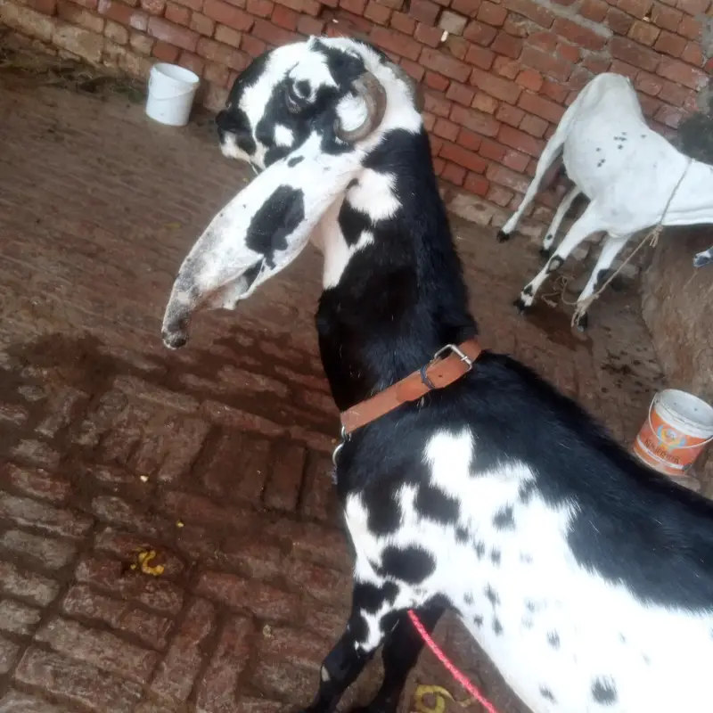Betal Bakri Urgent For sail Doodh wali — photo 10
