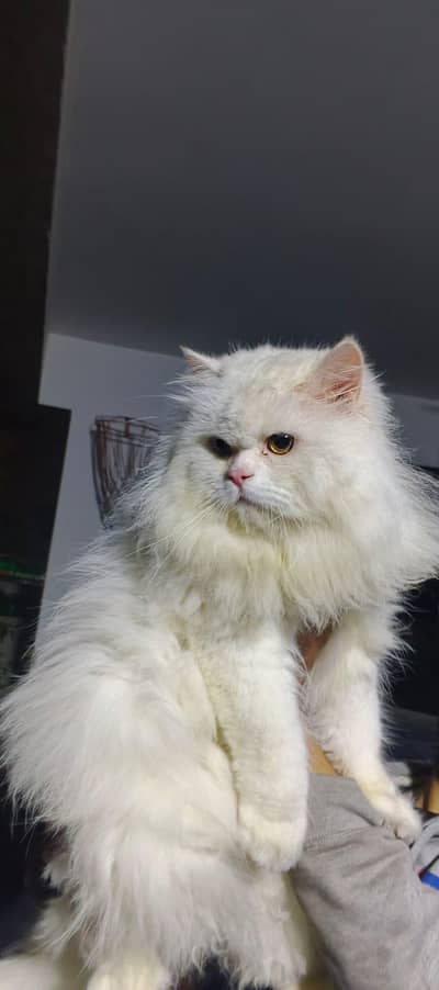 Male Persian cat
