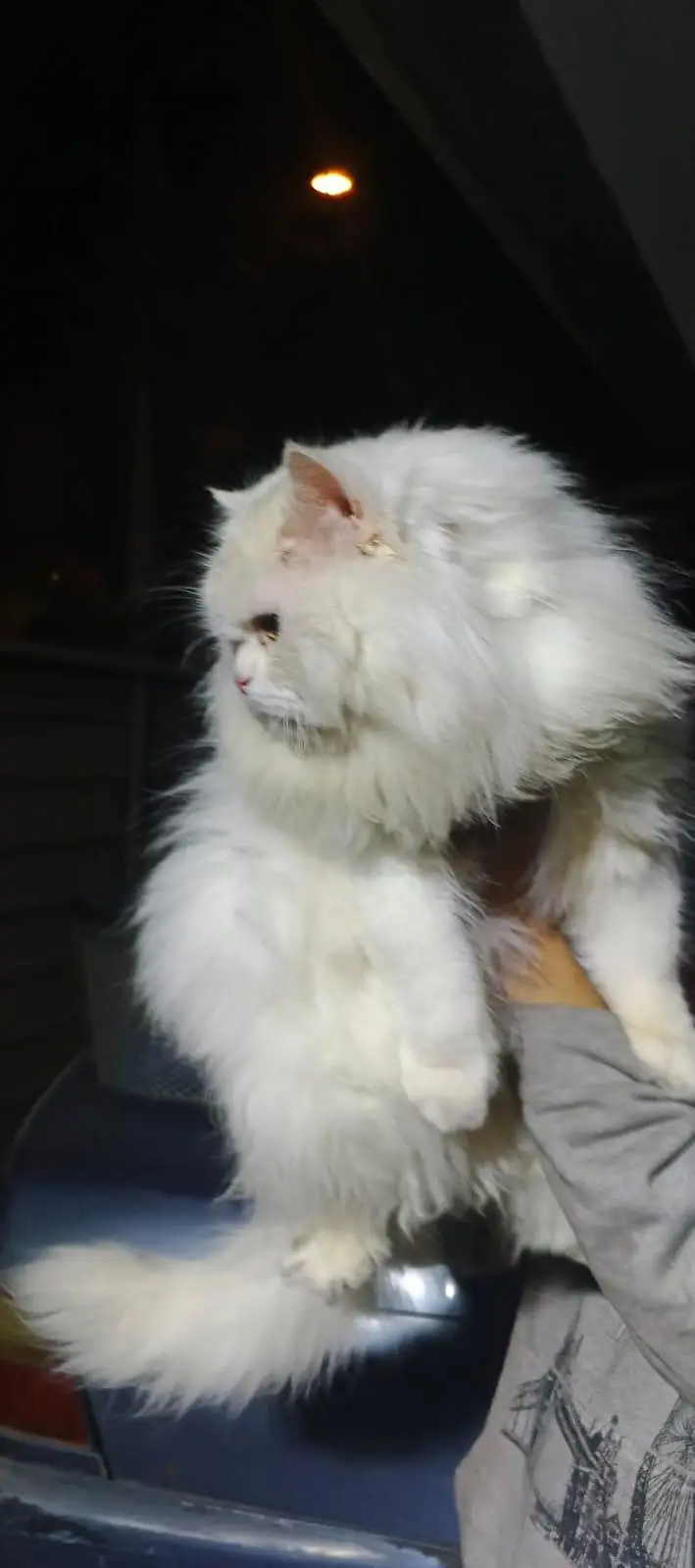 Male Persian cat — photo 2