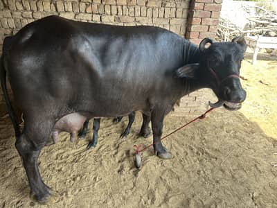 20 Liter Doodh Dene Wali Bhains Sale | Healthy & Dairy Buffalo