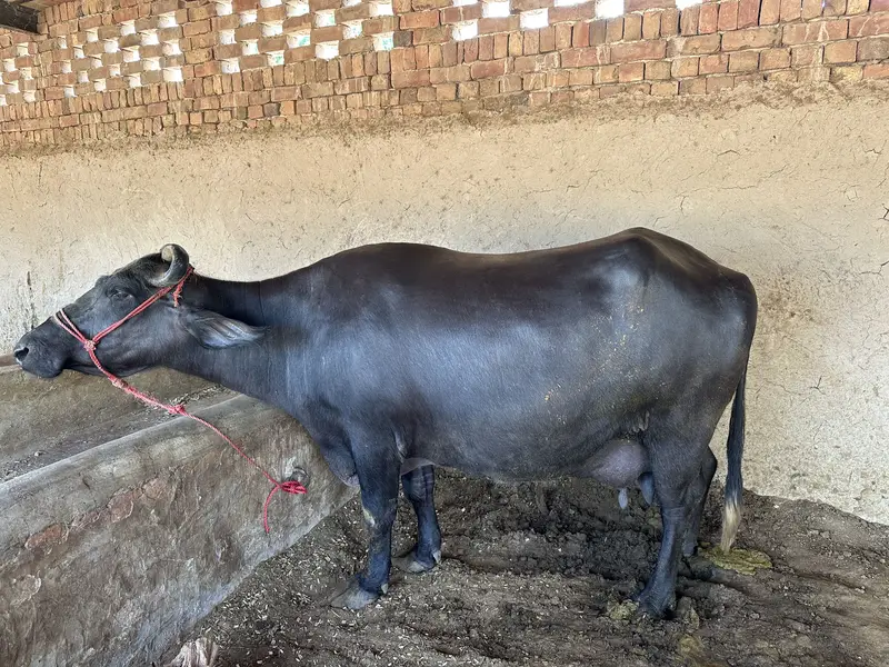 20 Liter Doodh Dene Wali Bhains Sale | Healthy & Dairy Buffalo — photo 3