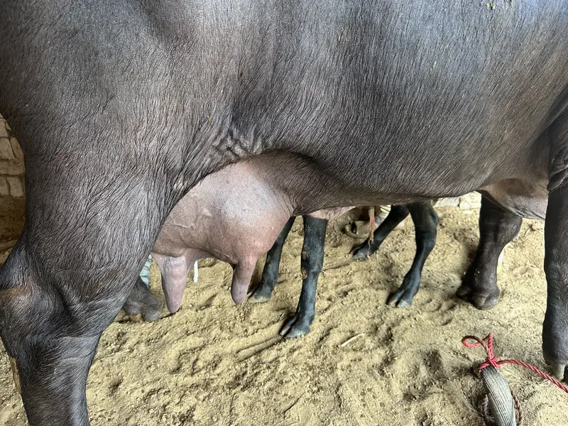 20 Liter Doodh Dene Wali Bhains Sale | Healthy & Dairy Buffalo — photo 4