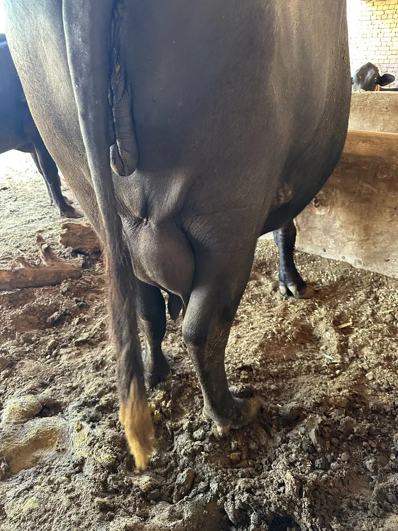 20 Liter Doodh Dene Wali Bhains Sale | Healthy & Dairy Buffalo — photo 5