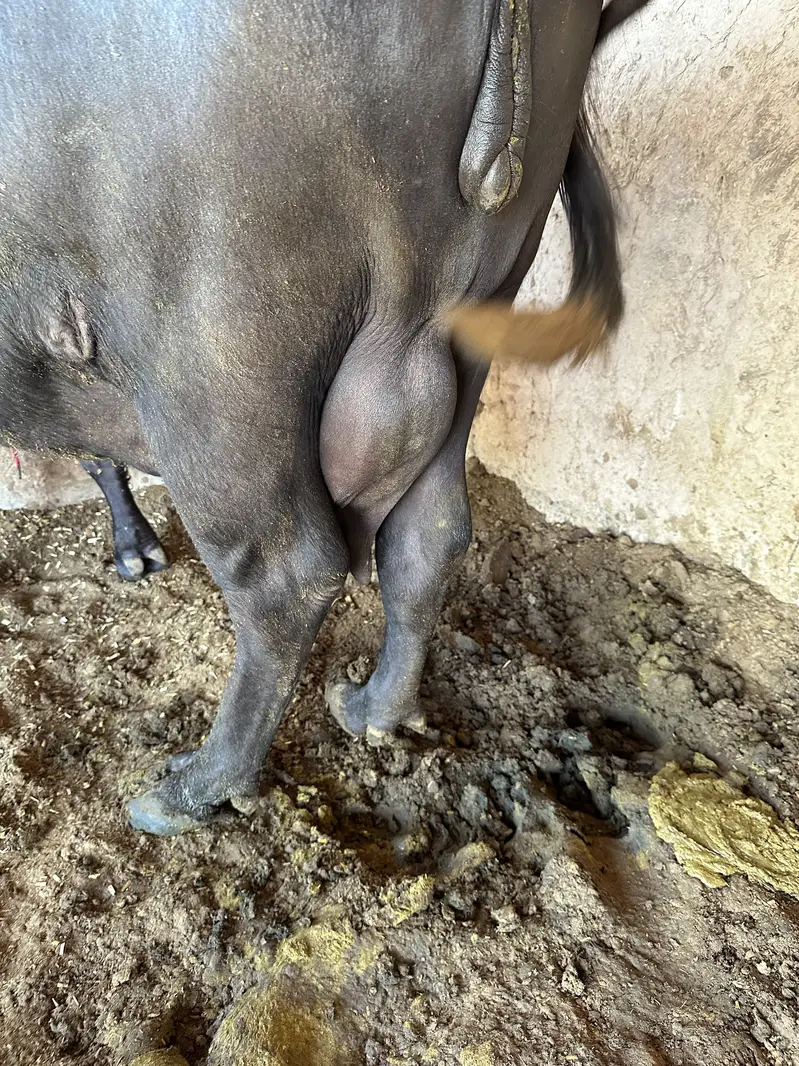 20 Liter Doodh Dene Wali Bhains Sale | Healthy & Dairy Buffalo — photo 6
