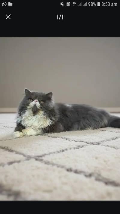 Pure Persian peki Face Male Cat availablle / Piki