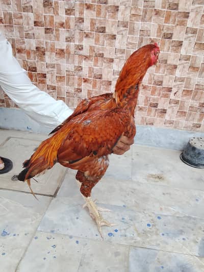 Aseel Murga for sale