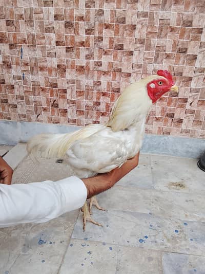 Murga for sale