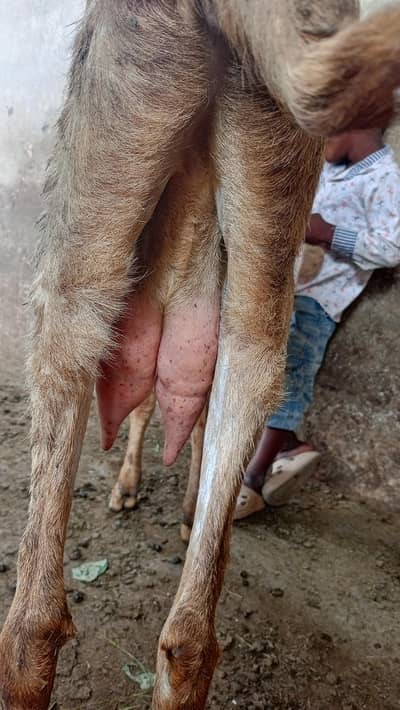 Makhi cheeni top quality goats for sale